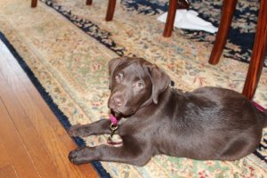 Chocolate Lab pup laying down by table